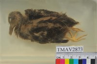 藏品(斑頸鳩)的圖片